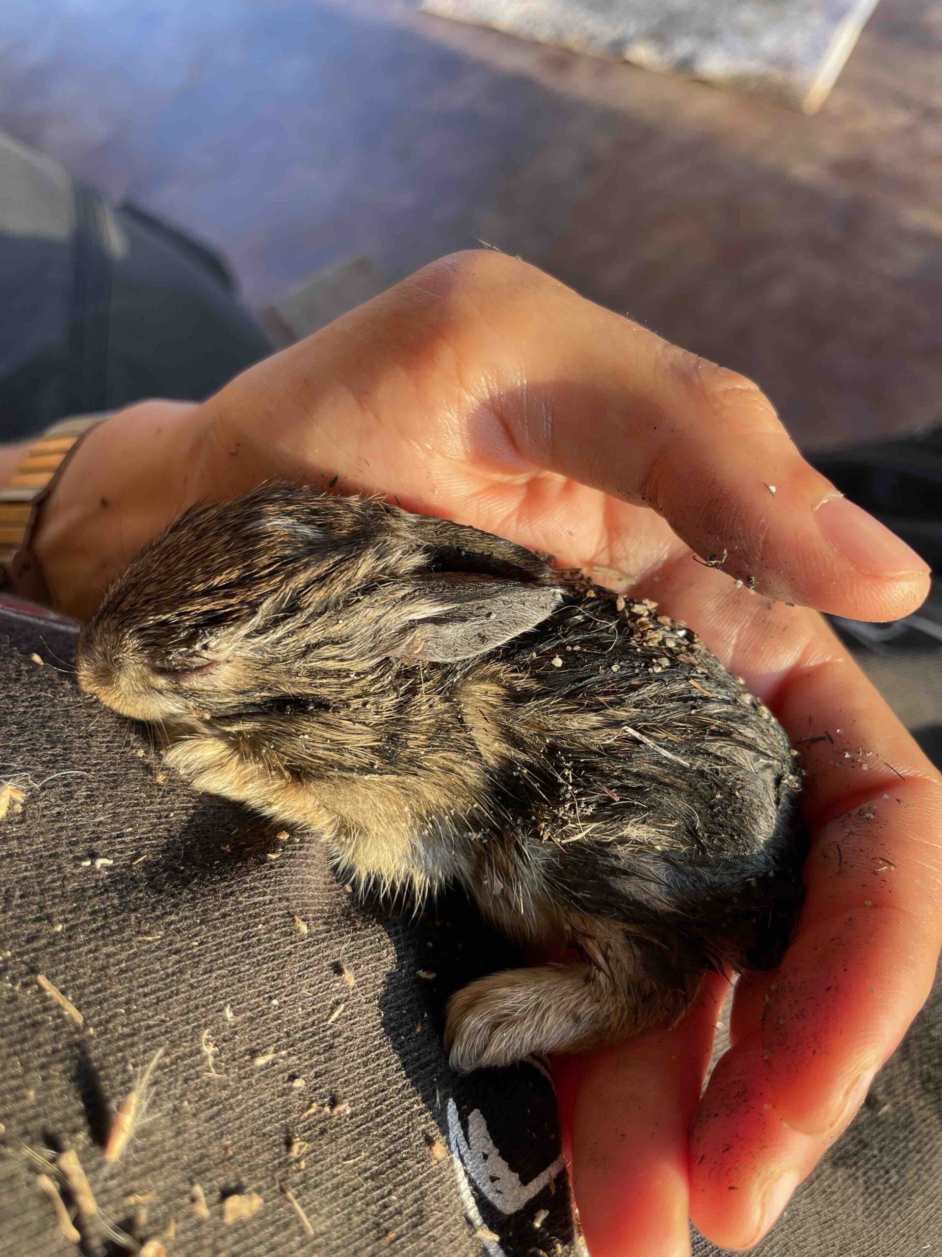 Yolihuacan-animal-sanctuary-Yoli-baby-hare