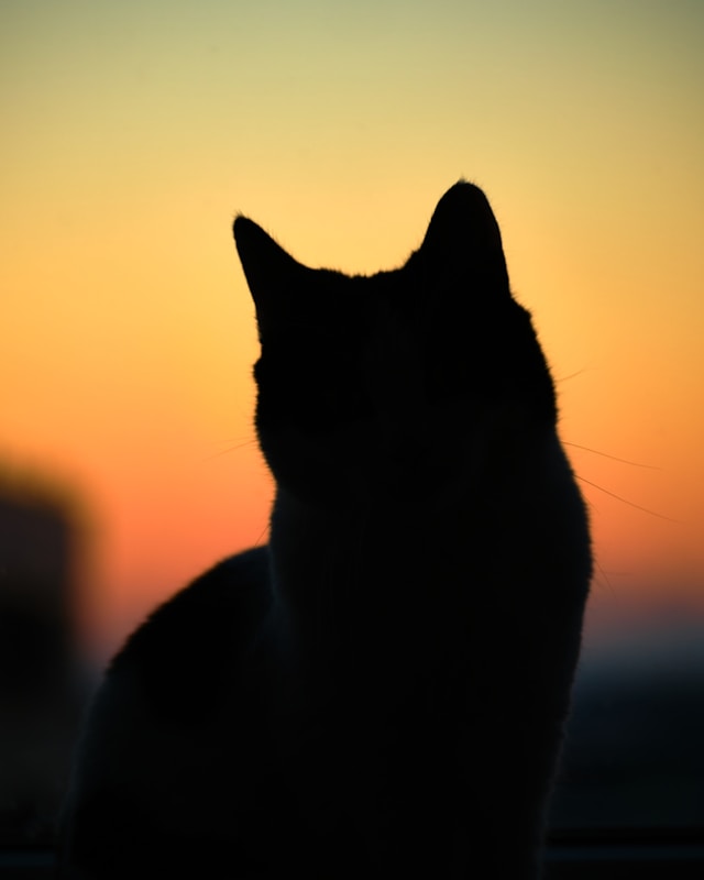 yolihuacan-sanctuary-cat-encounter